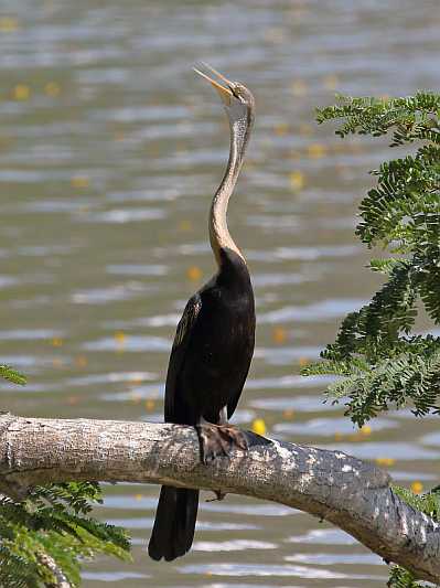 J18_2866 Indian Darter.JPG